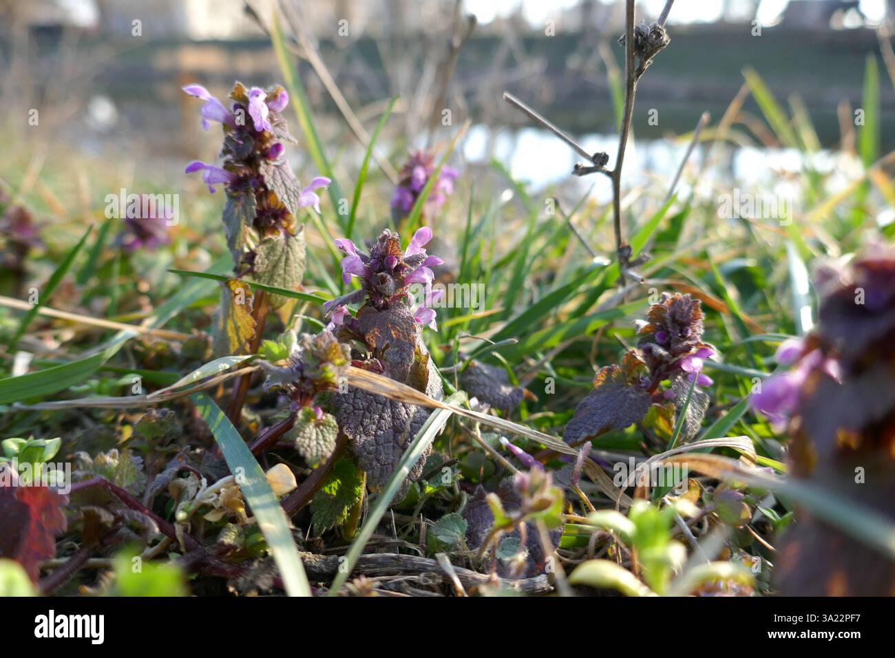 Le ortiche morte viola crescono in primavera, Uzhhorod, Ucraina, il 7 marzo 2025. (Foto di Yulii Zozulia/Ukrinform) Foto Stock