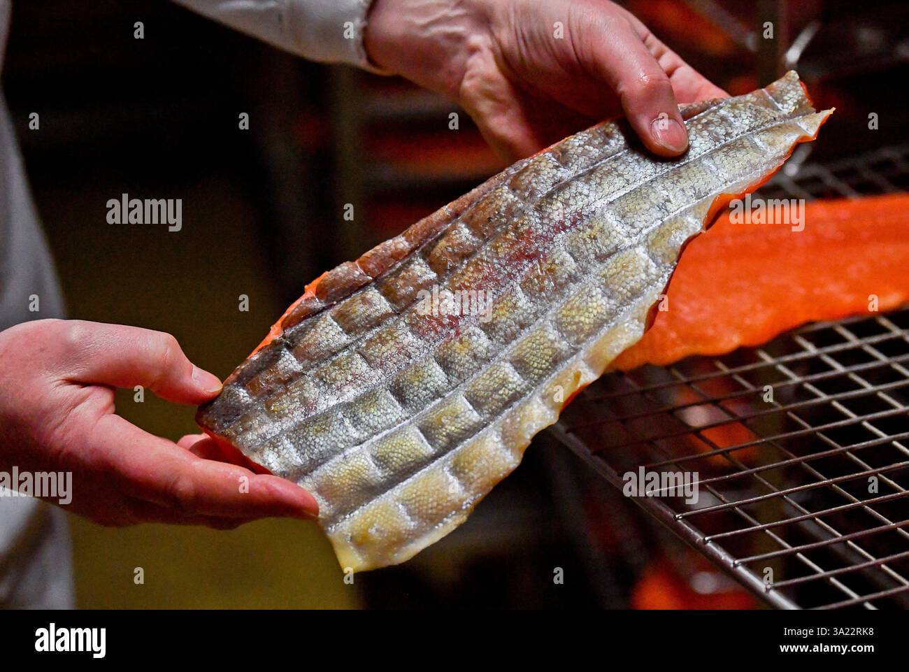 Le Portel (Francia settentrionale): Affumicatoio di Marcel Baey, trota e salmone Foto Stock