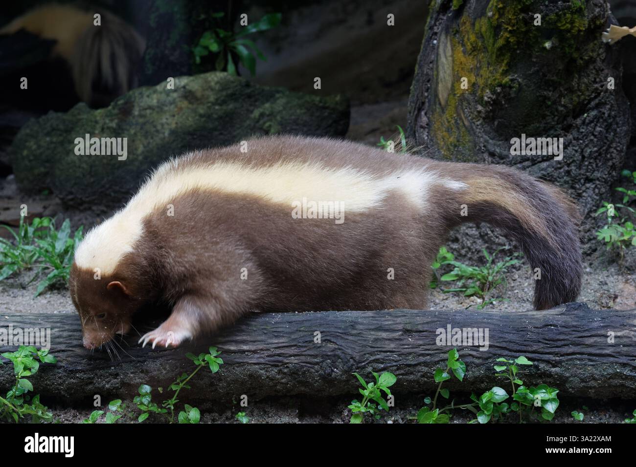 Puzzolente a strisce, Mephitis mephitis in cerca di cibo Foto Stock