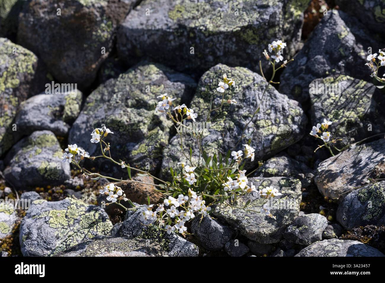 Felsen-Schaumkresse, Felsenschaumkresse, Arabidopsis lyrata subsp. Petraea, Arabidopsis petraea, Cardaminopsis petraea, Sand-dune Rockcress, lyrate ro Foto Stock