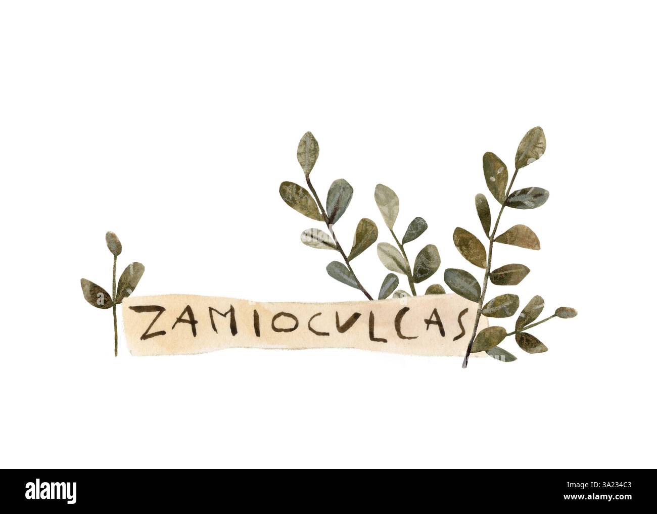 Zamioculcas zamiifolia, pianta domestica. Pianta di casa a foglia verde con piastra di testo. Disegnato a mano con acquerello e matite. Colori naturali e terrosi Foto Stock