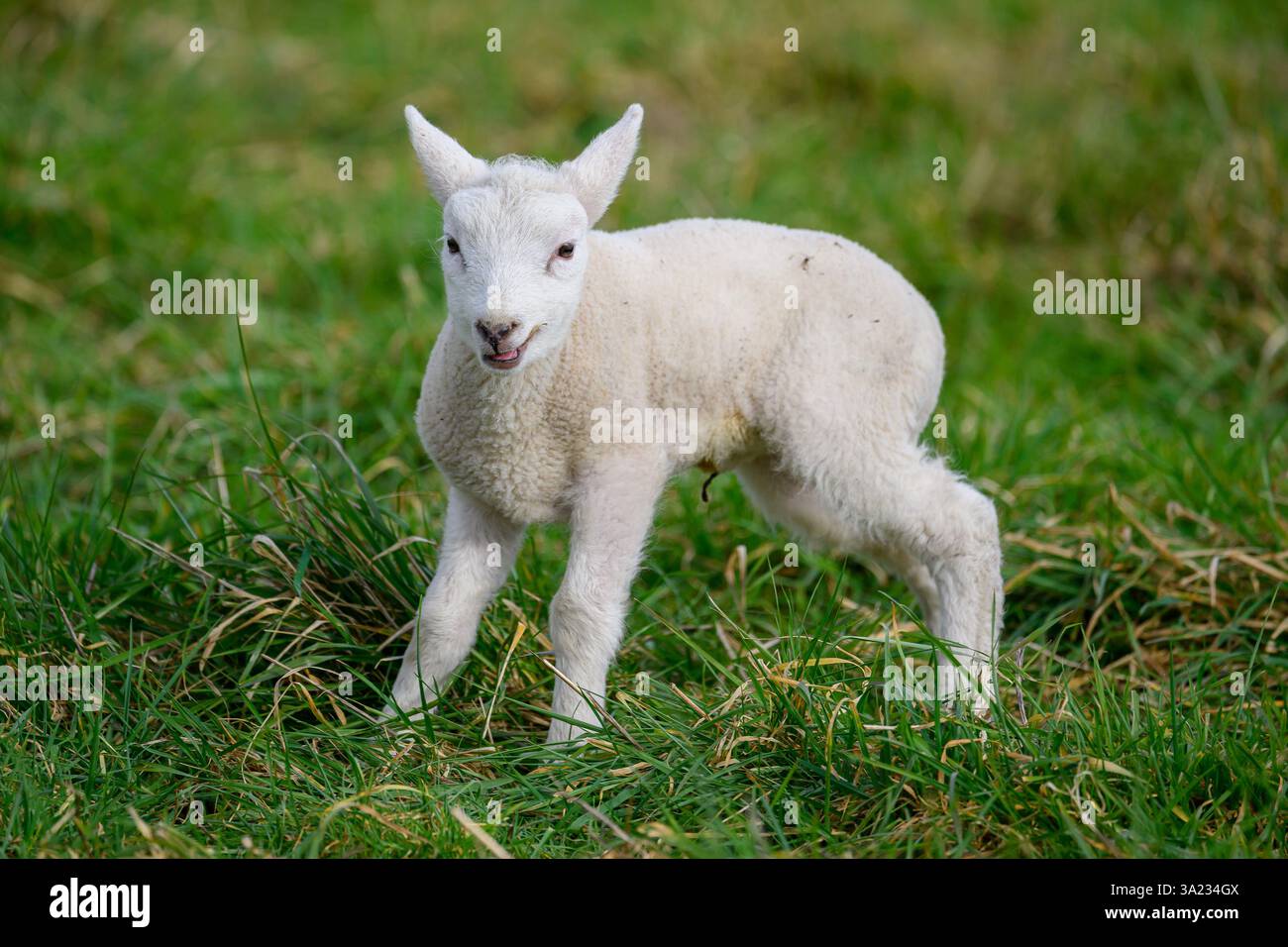 Spring Lambs nell'Oxfordshire Foto Stock