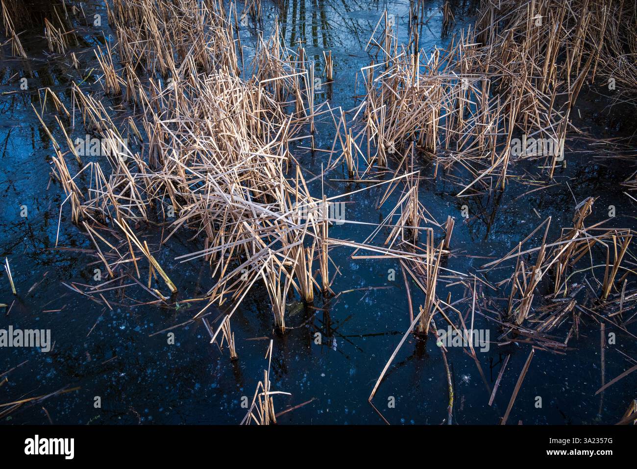 Gambi rotti di canne essiccate emergono dalla superficie dell'acqua ghiacciata in una giornata invernale ghiacciata, evocando un'estetica invernale tranquilla e bella in natura Foto Stock