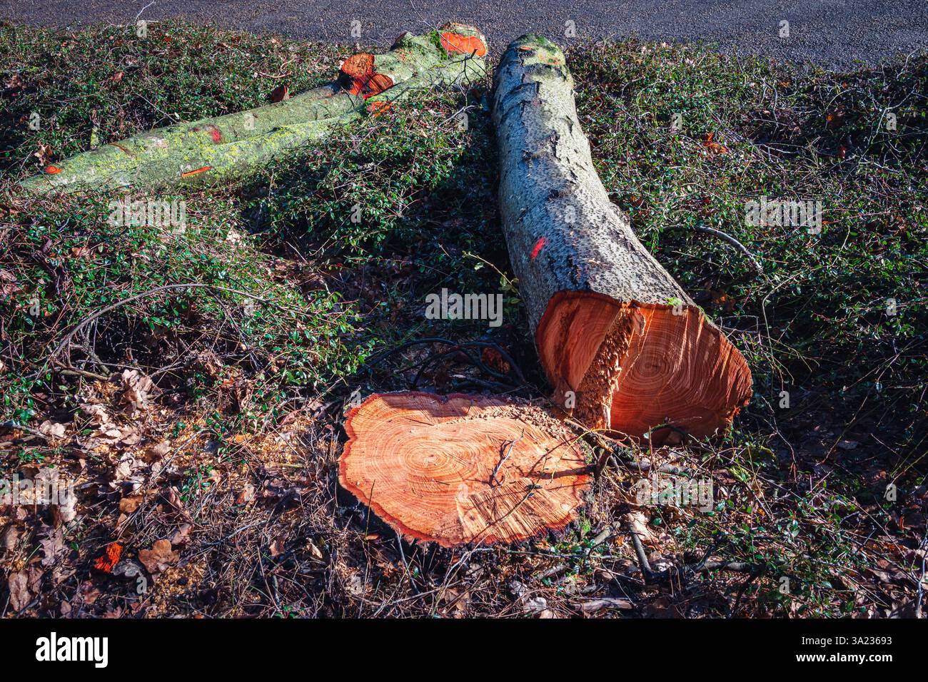 Un tronco di albero abbattuto si trova vicino al tronco tagliato, rivelando un vivace corvo rosso che contrasta la sua cupa storia di perdita e necessità Foto Stock