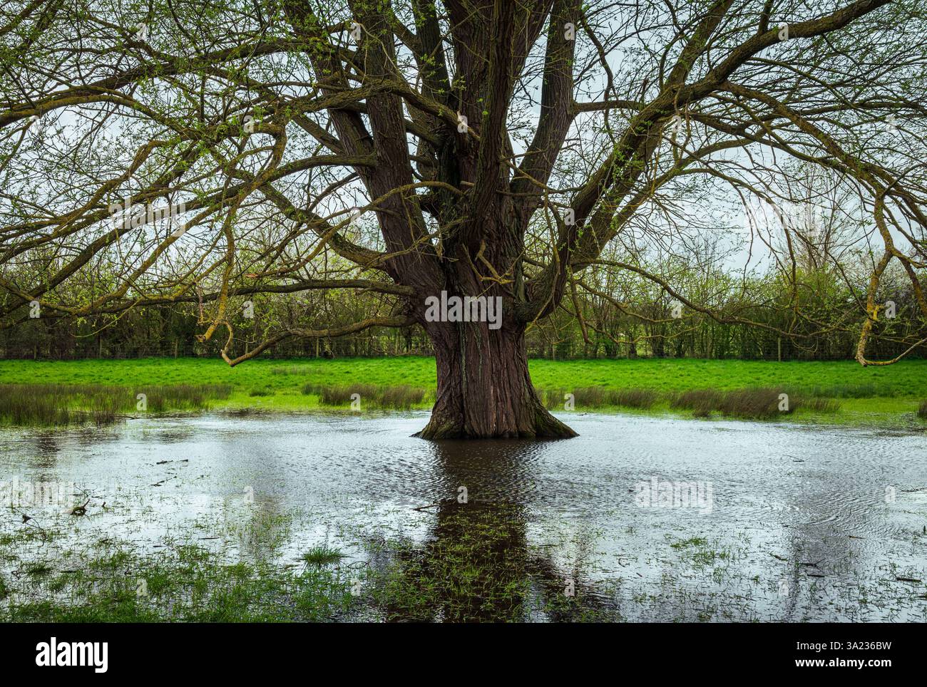 Un grande albero nel Ouzel Valley Park sorge circondato da un'area allagata, le cui radici sono sommerse nell'acqua dopo le prime piogge primaverili Foto Stock