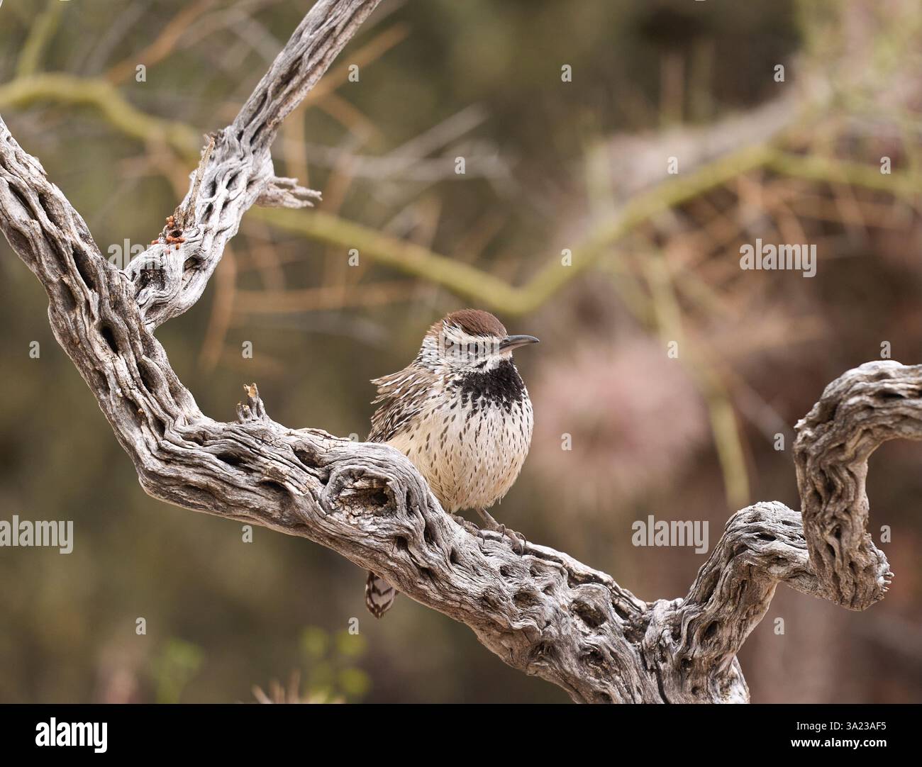 Cactus wren arroccato su un bosco desertico contorto, paesaggio arido con una messa a fuoco morbida. Uccello nativo del sud-ovest americano, fotografia di fauna selvatica, scena naturale. Foto Stock
