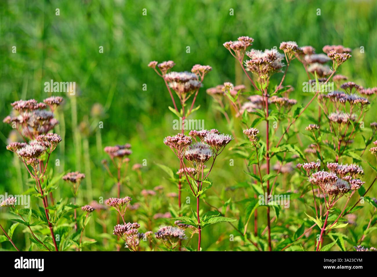 Piante da fiore della Valeriana officinalis sulle rive del fiume Foto Stock