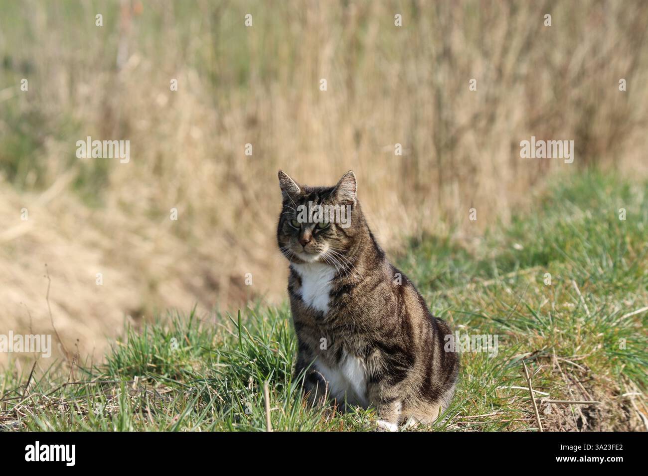 un gatto grigio con un petto bianco si trova in un campo verde al sole primaverile Foto Stock