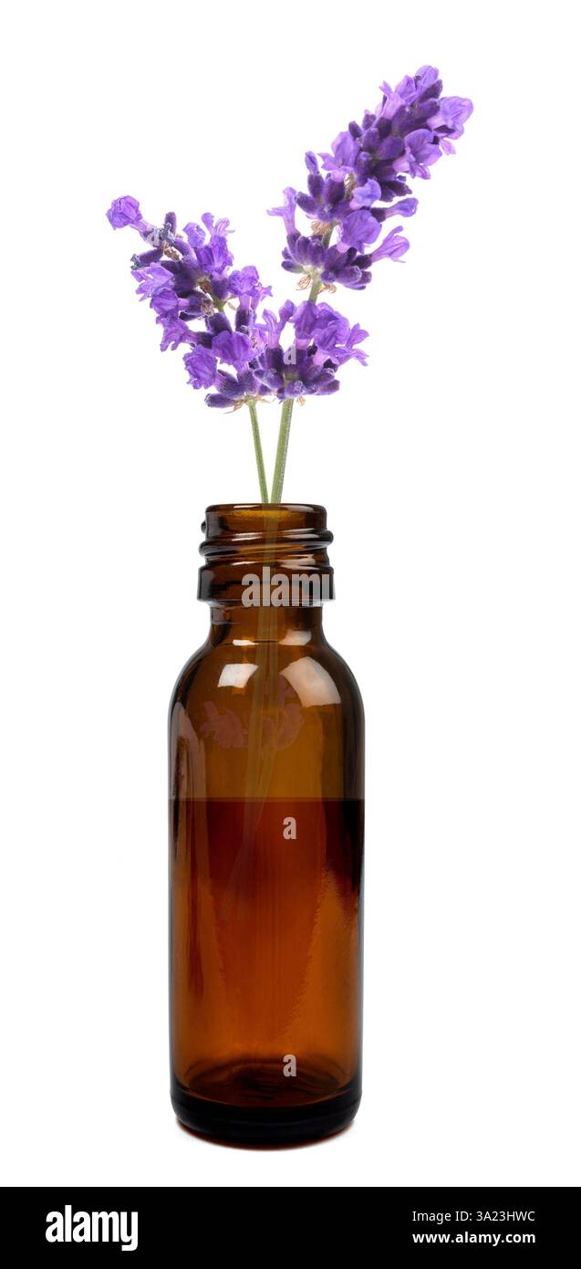 Fiori di lavanda con bottiglia di olio essenziale isolata su fondo bianco Foto Stock