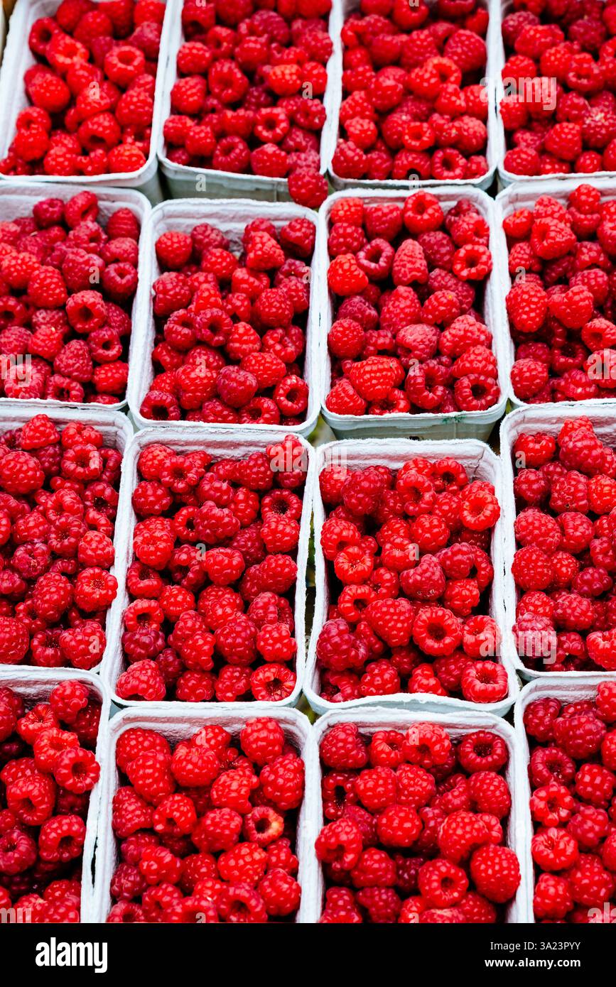 Il lampone rosso è una specie di Rubus a frutto rosso originaria dell'Europa. Francia, Europa Foto Stock