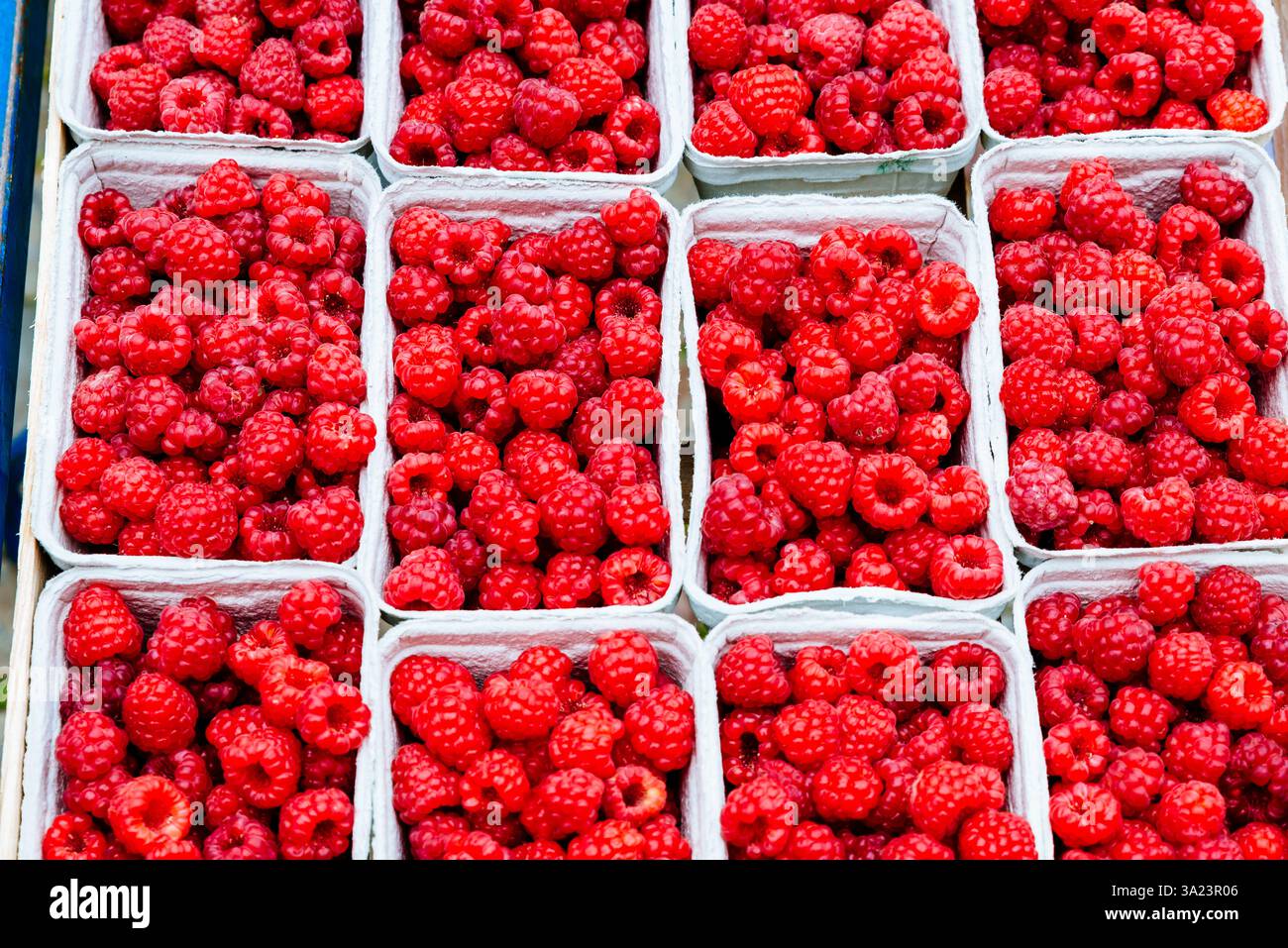 Il lampone rosso è una specie di Rubus a frutto rosso originaria dell'Europa. Francia, Europa Foto Stock