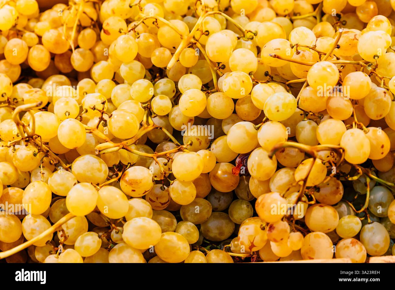 Grappoli di uva bianca. Colmar, Colmar-Ribeauvillé, Haut-Rhin, Francia, Europa Foto Stock