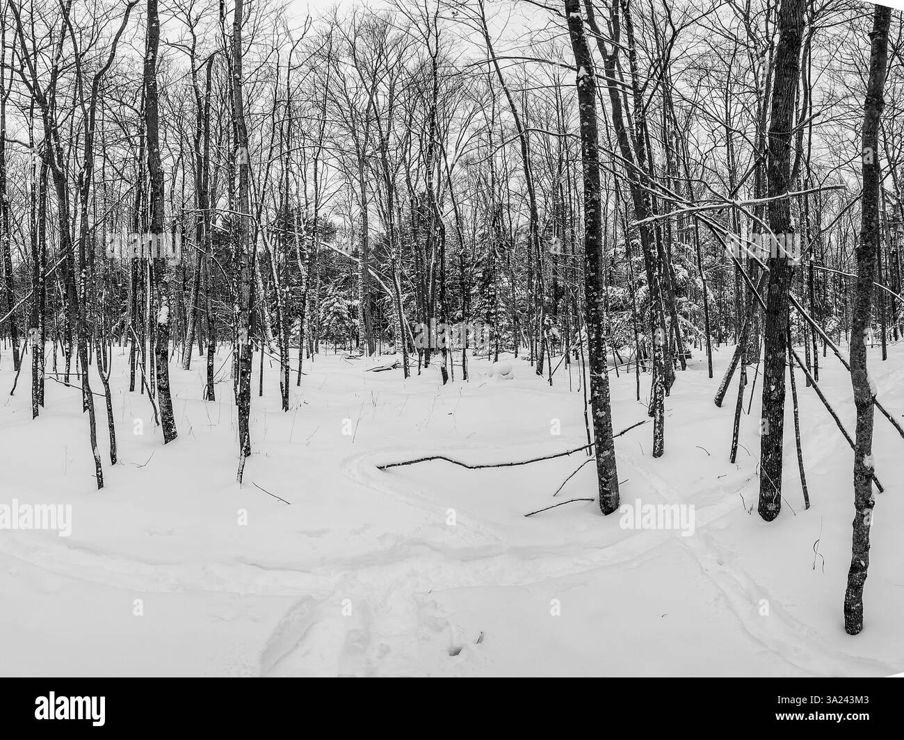 Uno dei miei passatempi invernali preferiti è fare ciaspole dopo una neve fresca. Sono fortunato a vivere in una zona, Door County, Wisconsin, che fornisce questo. Foto Stock