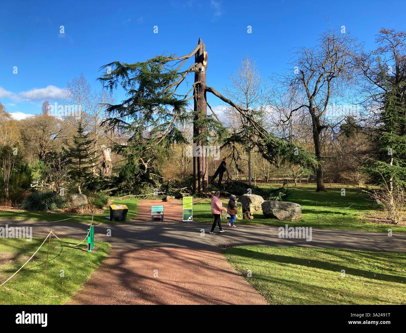 24 gennaio, Storm Eowyn: Storm Damage al Royal Botanic Garden, con l'albero più alto dei giardini, un Cedrus deodara scattato a metà, Edimburgo Scozia - Immagine stock catturata con smartphone