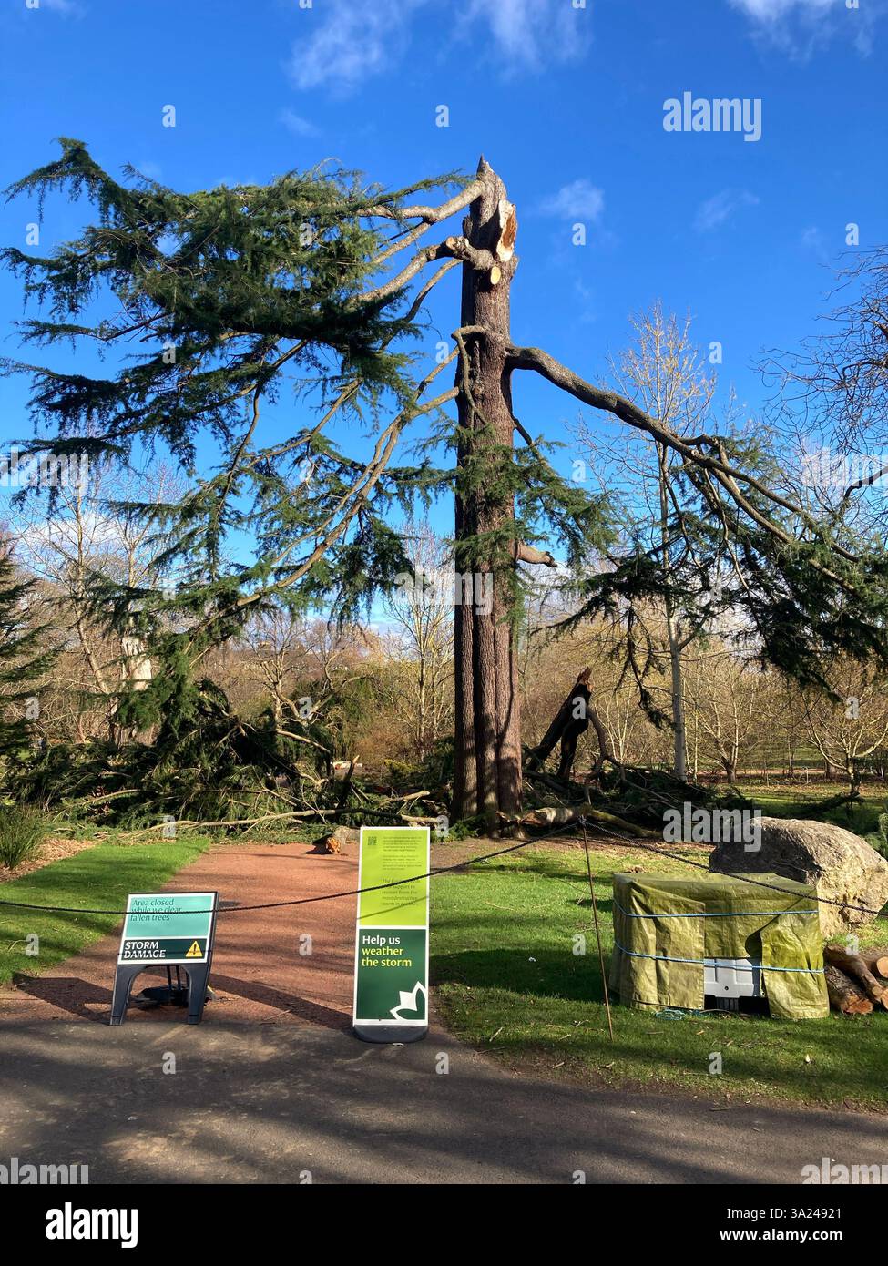 24 gennaio, Storm Eowyn: Storm Damage al Royal Botanic Garden, con l'albero più alto dei giardini, un Cedrus deodara scattato a metà, Edimburgo Scozia - Immagine stock catturata con smartphone