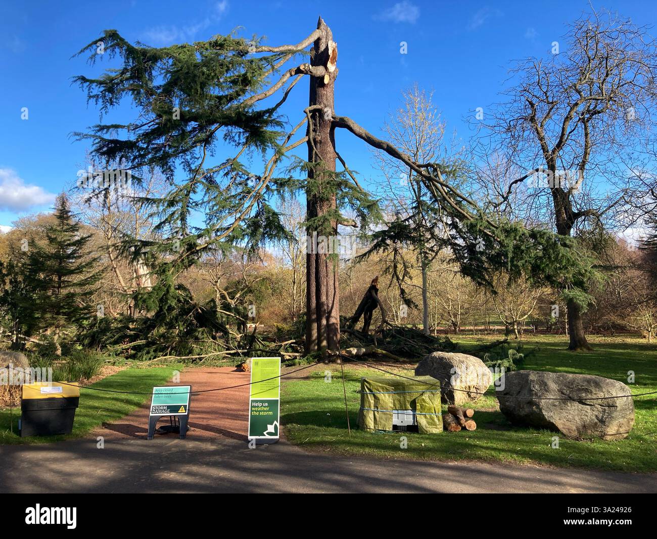 24 gennaio, Storm Eowyn: Storm Damage al Royal Botanic Garden, con l'albero più alto dei giardini, un Cedrus deodara scattato a metà, Edimburgo Scozia Foto Stock