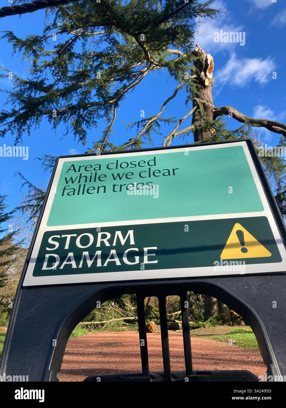 24 gennaio, Storm Eowyn: Storm Damage al Royal Botanic Garden, con l'albero più alto dei giardini, un Cedrus deodara scattato a metà, Edimburgo Scozia - Immagine stock catturata con smartphone