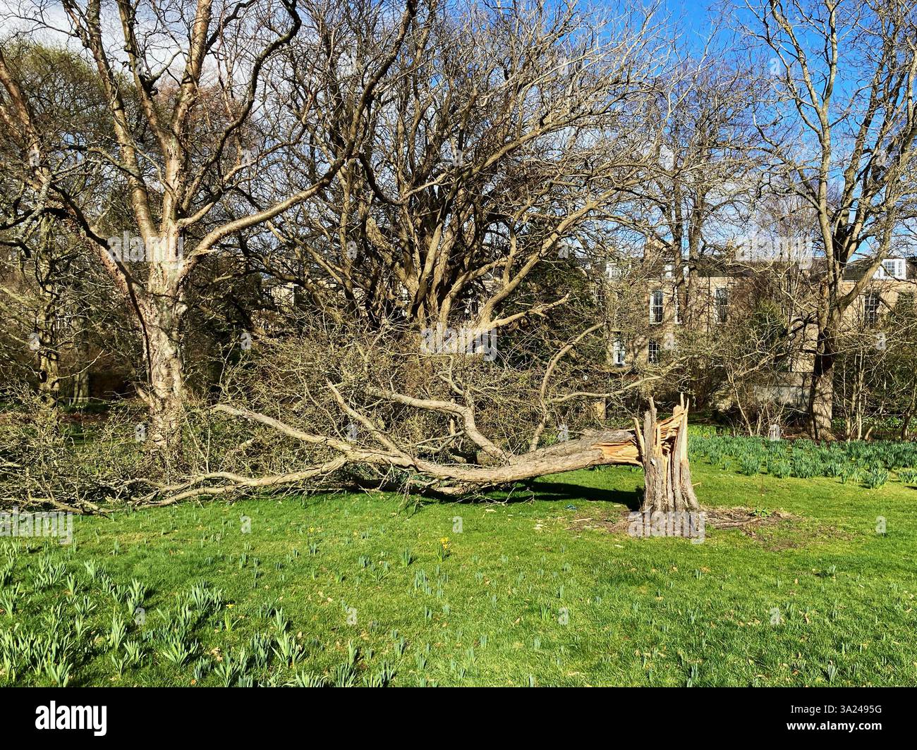 24 gennaio, Storm Eowyn: Storm Damage al Royal Botanic Garden, con alberi sradicati, alcuni con il tronco scattato alla base, Edimburgo, Scozia Regno Unito - Immagine stock catturata con smartphone
