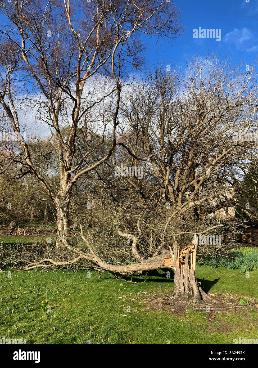24 gennaio, Storm Eowyn: Storm Damage al Royal Botanic Garden, con alberi sradicati, alcuni con il tronco scattato alla base, Edimburgo, Scozia Regno Unito - Immagine stock catturata con smartphone