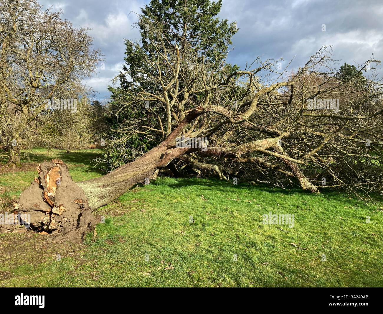 24 gennaio, Storm Eowyn: Storm Damage al Royal Botanic Garden, con alberi sradicati, alcuni con il tronco scattato alla base, Edimburgo, Scozia Regno Unito - Immagine stock catturata con smartphone