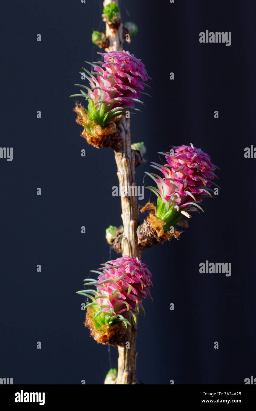 Larice europeo (Larix decidua), inflorescenza femminile, Schleswig-Holstein, Germania Foto Stock