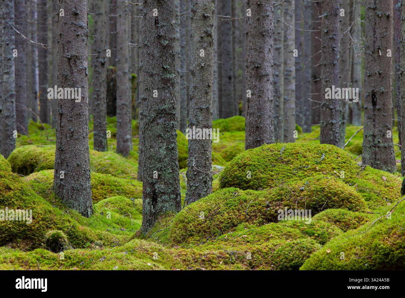 Abete rosso europeo, abete rosso norvegese, Picea abies, tronchi nella foresta, Dalarna, Svezia Foto Stock