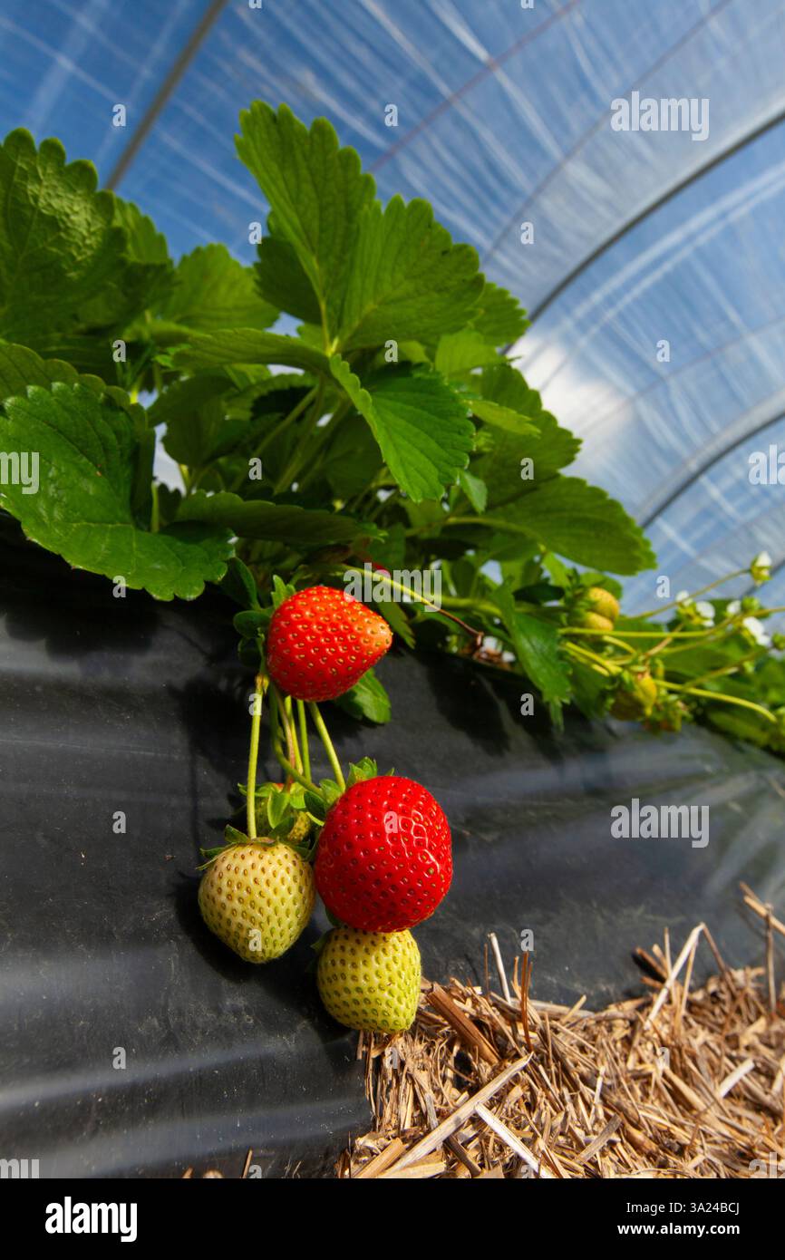 Coltivazione di fragole, fragole da giardino, Fragaria x ananassa, Schleswig-Holstein, Germania Foto Stock