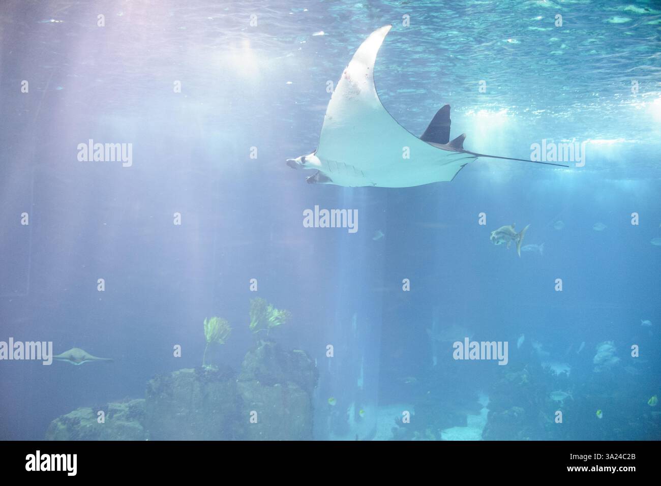Manta Ray e altri pesci in un acquario. Oceanarium Lisbona Portogallo. Foto Stock
