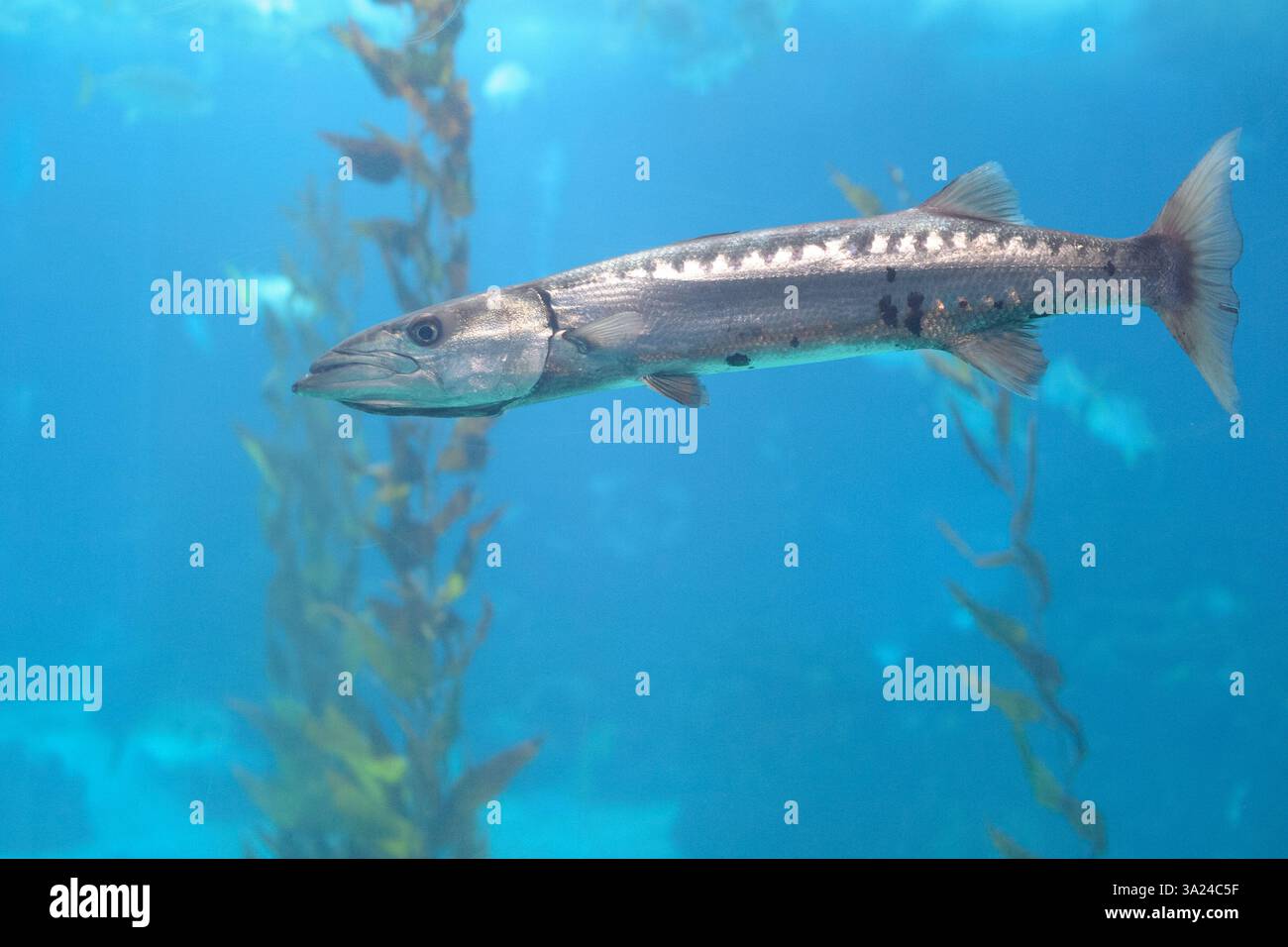 Barracuda nuoto in un acquario. Oceanarium Lisbona Portogallo. Foto Stock
