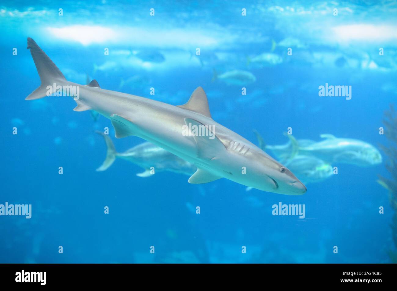 Nuoto con gli squali in una vasca acquaria. Oceanarium Lisbona Portogallo. Foto Stock