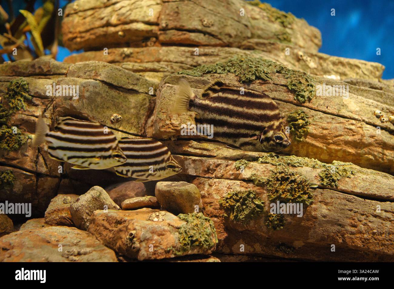 Scuola di pesci a strisce in un acquario. Oceanarium Lisbona Portogallo. Foto Stock