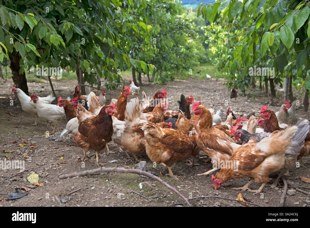 Allevamento di galline ovaiole in un frutteto di ciliegie, agriturismo Lerchnhof, Valdaora di sotto, Trentino-alto Adige, Sudtirolo, alto Adige, Italia, UE centro-meridionale Foto Stock