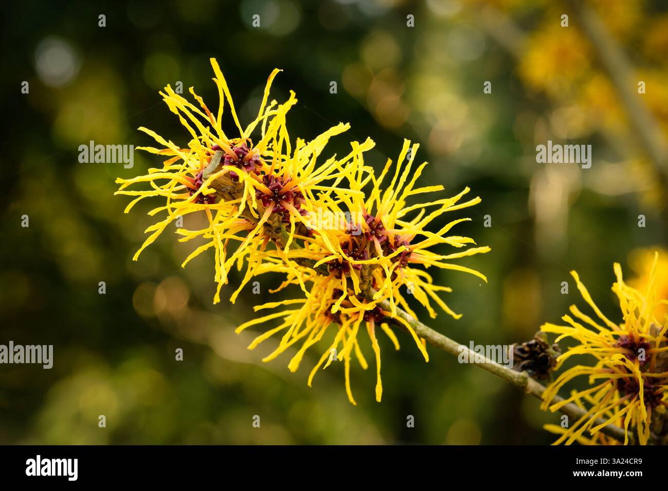 Hamamelis mollis delicati fiori simili a fili di colore giallo e rosso dell'amelia cinese all'inizio di marzo Foto Stock