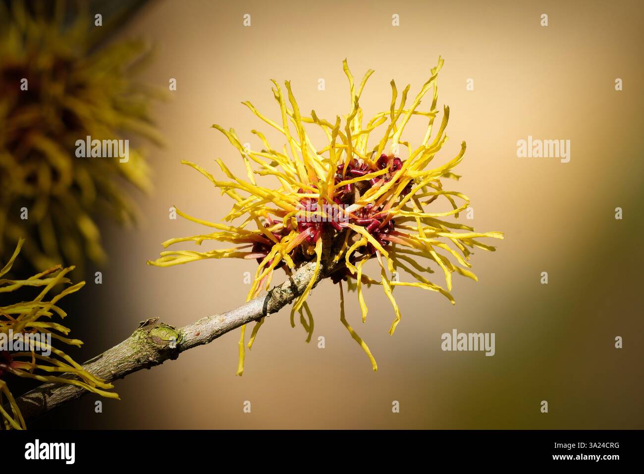 Hamamelis mollis delicati fiori simili a fili di colore giallo e rosso dell'amelia cinese all'inizio di marzo Foto Stock