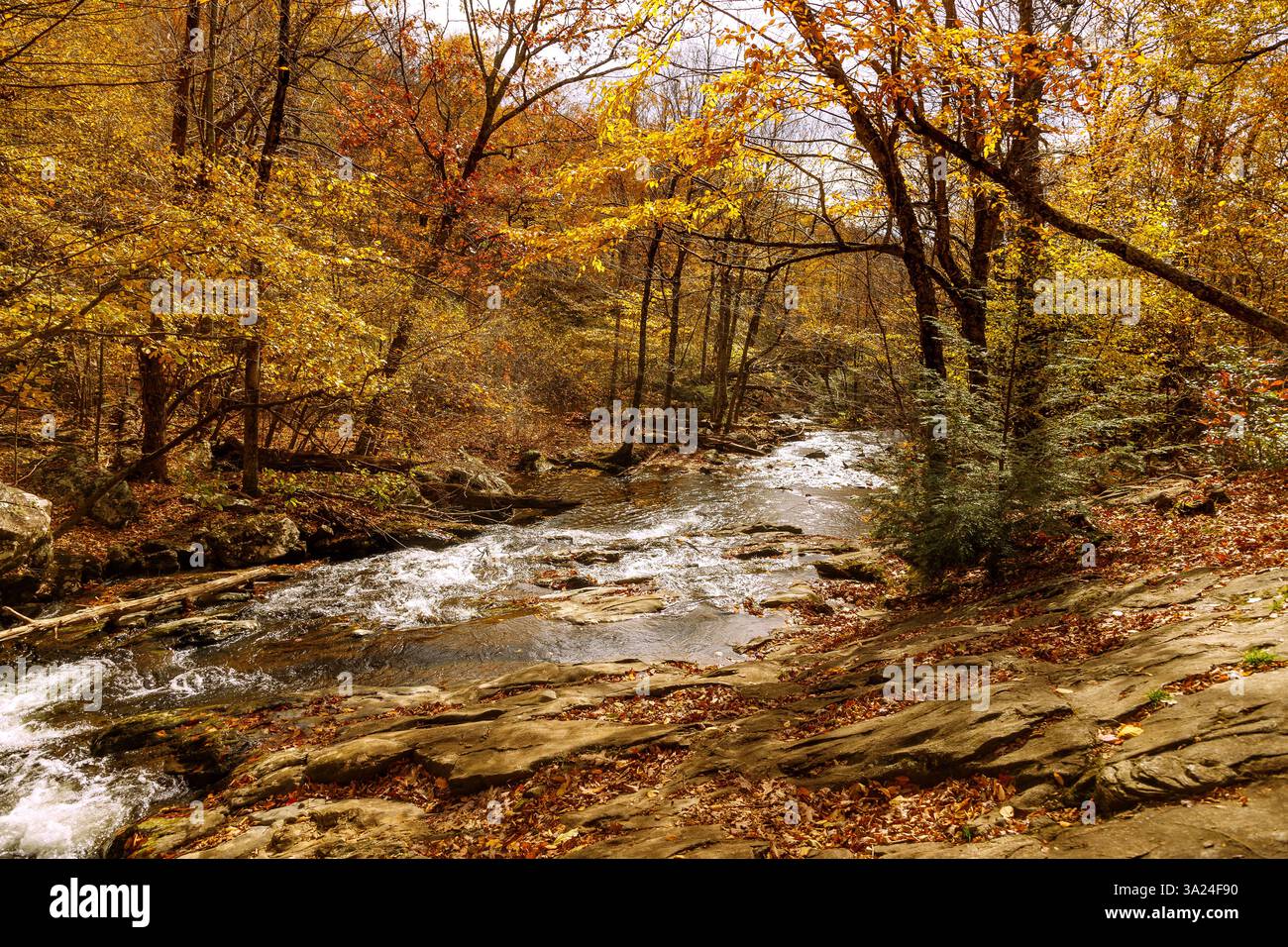 Foresta decidua e fiume Robinson sul Whiteoak Canyon Trail nello Shenandoah National Park, Virginia, USA Foto Stock