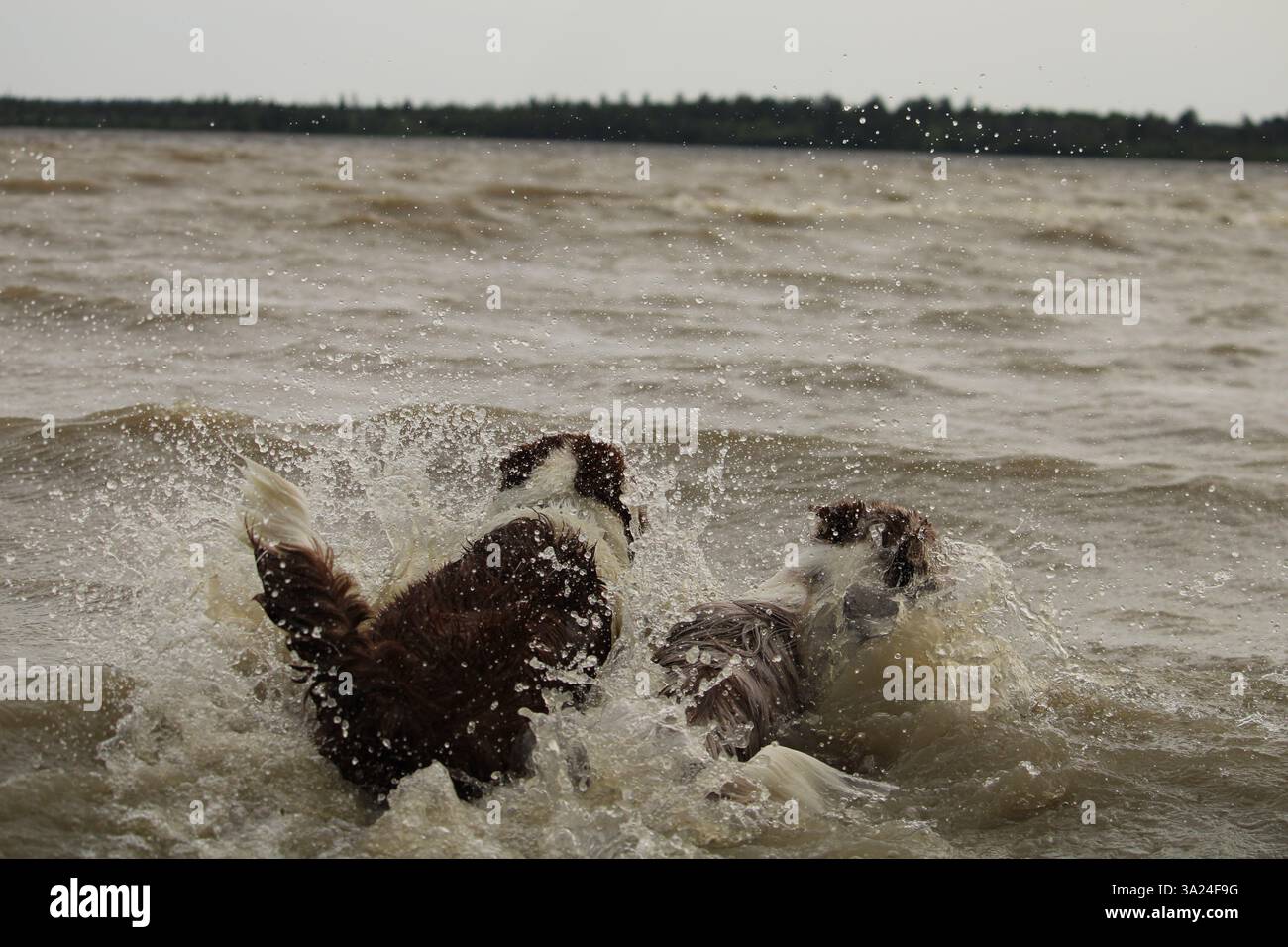 Due cani che giocano in acqua, Border collie Foto Stock