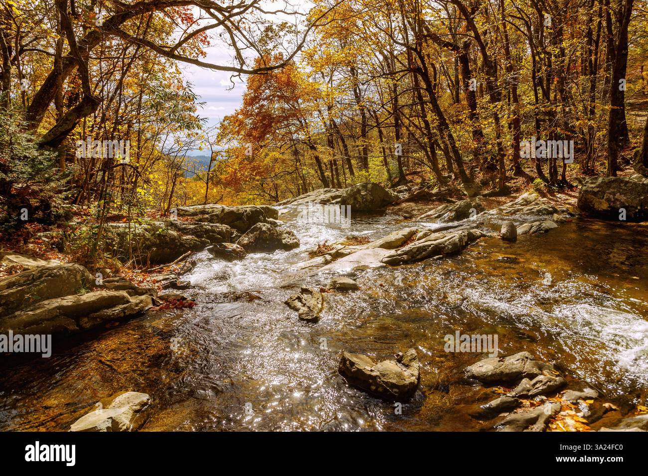 Foresta decidua e fiume Robinson sul Whiteoak Canyon Trail nello Shenandoah National Park, Virginia, USA Foto Stock