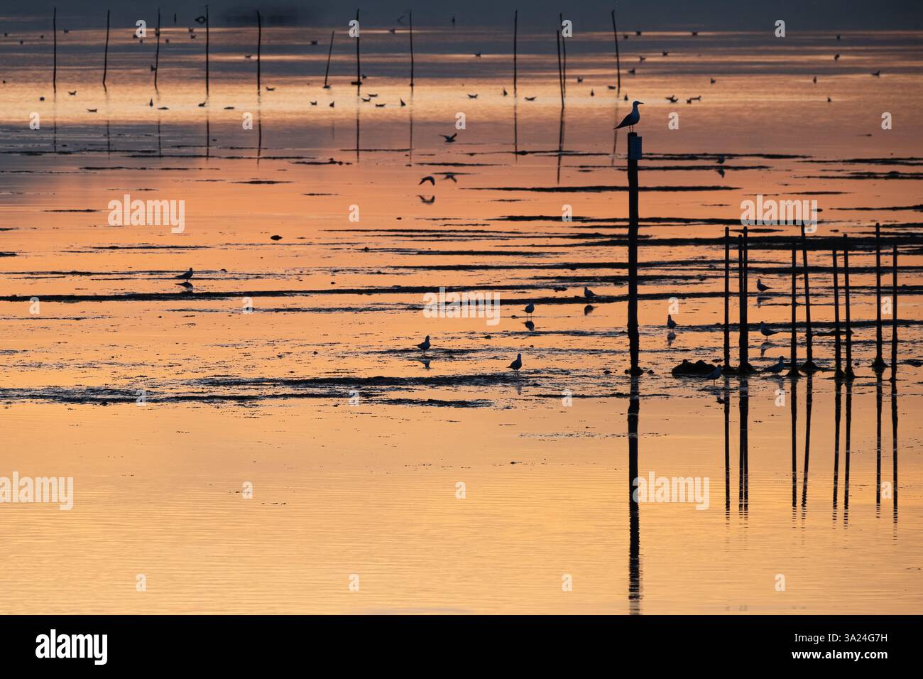 Immagine del paesaggio paludoso al tramonto, laguna di Venezia, Chioggia, Veneto, Italia, Europa Foto Stock