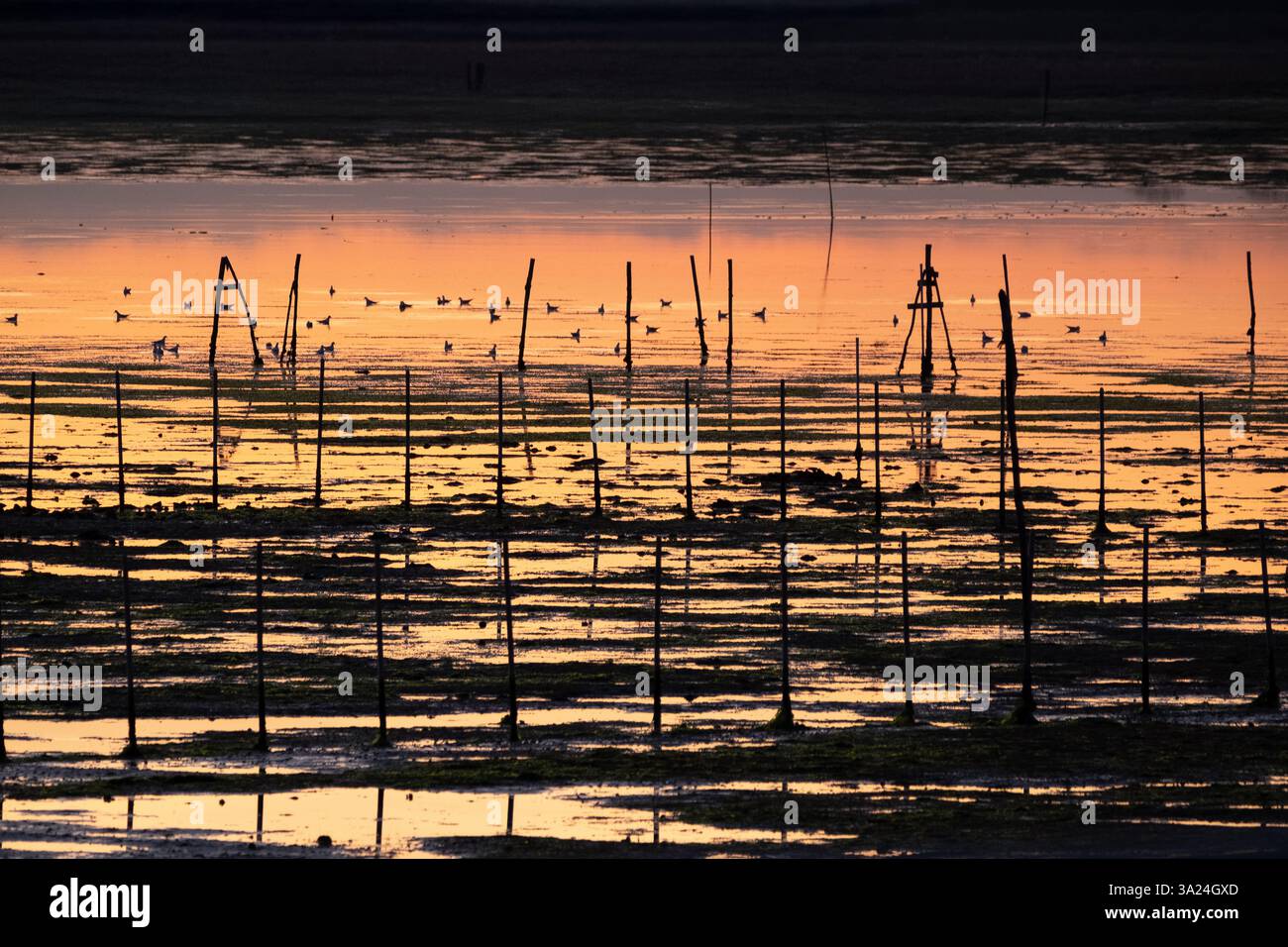 Immagine del paesaggio paludoso al tramonto, laguna di Venezia, Chioggia, Veneto, Italia, Europa Foto Stock