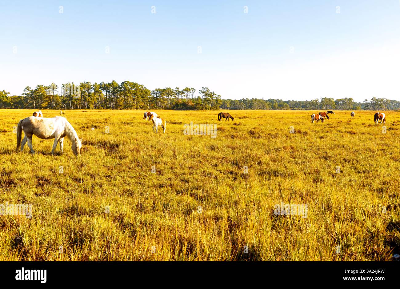 Chincoteague Ponies (cavalli Assateague) che pascolano nell'erba paludosa del Woodland Trail nel Chincoteague National Wildlife Refuge di Assateague Foto Stock