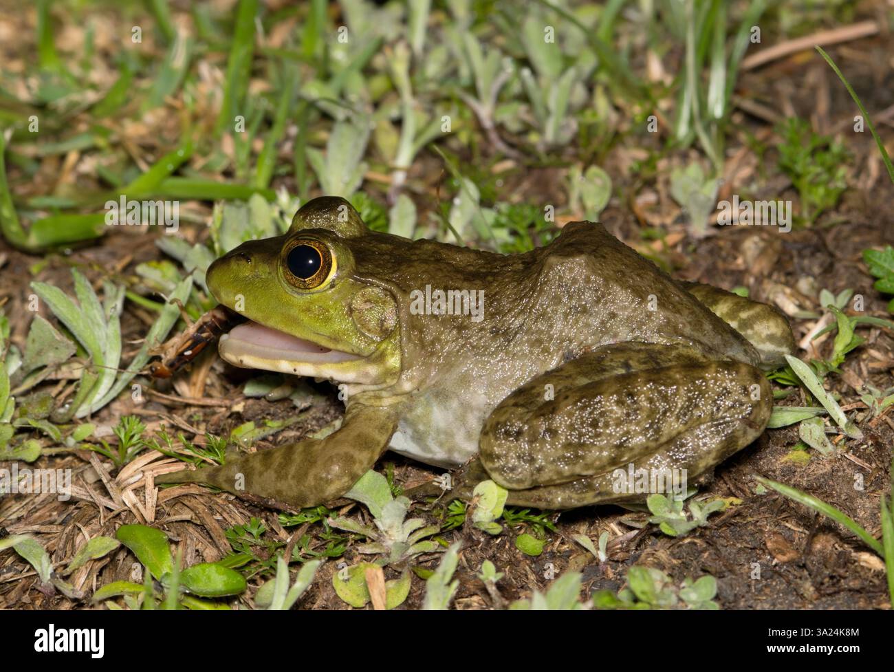 American Bullfrog Lithobates catesbeianus mangiando insetti orecchie natura anfibia. Foto Stock
