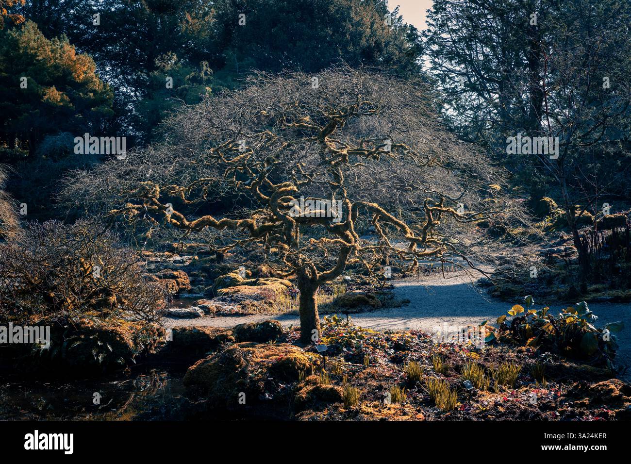 Alberi in primavera. Foto Stock