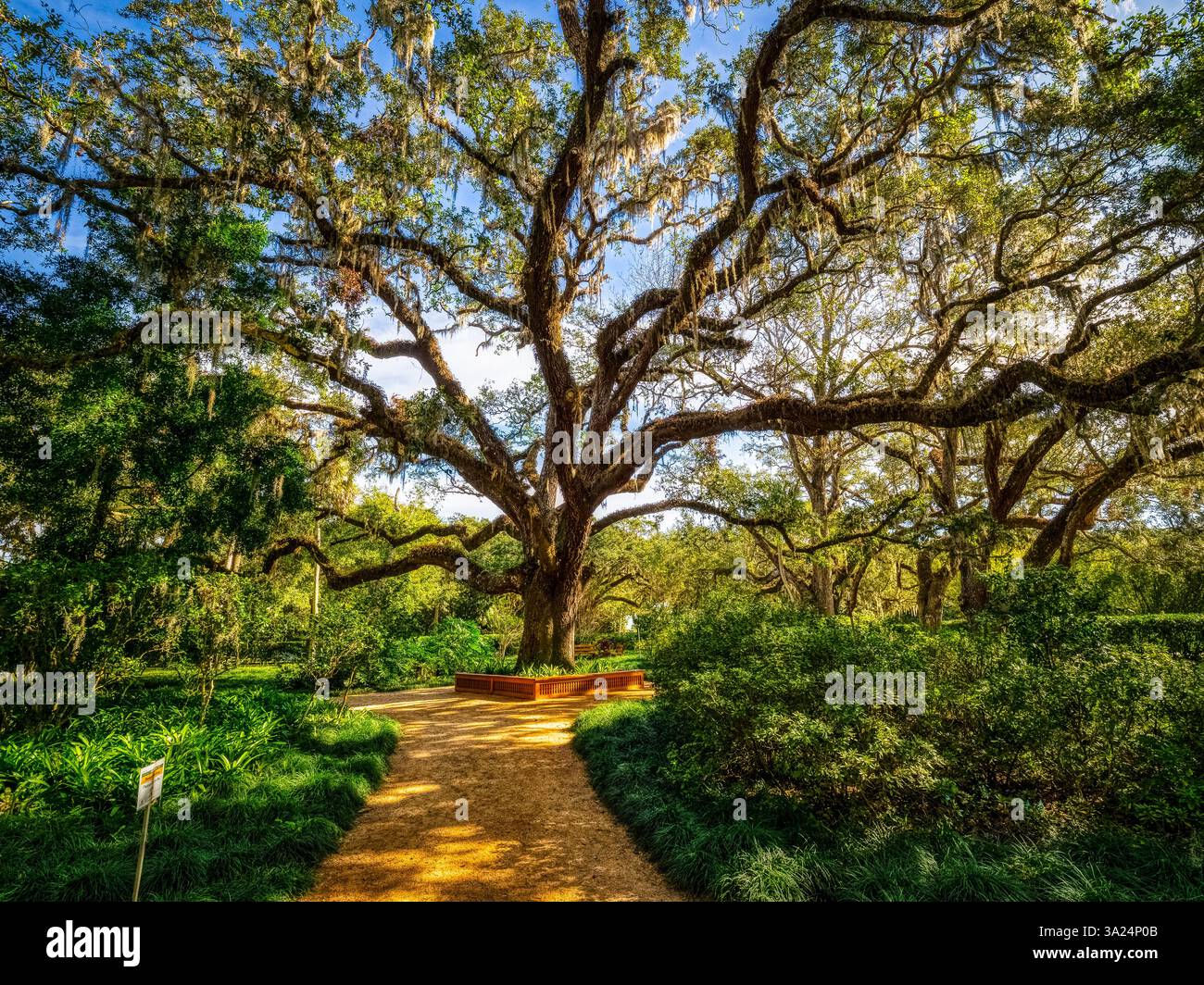 Quercia viva nel Washington Oaks Gardens State Park a Palm Coast, Florida, Stati Uniti Foto Stock