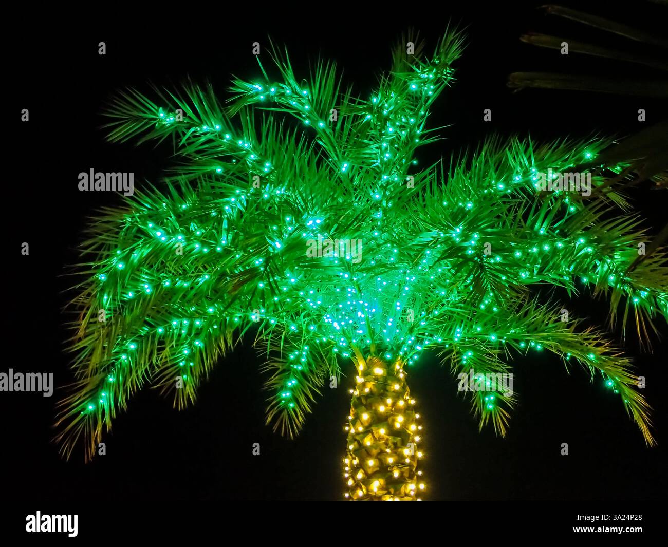 Palma singola con luci verdi di Natale nella parte superiore e luci gialle sul tronco aganista un cielo blu scuro e nero Foto Stock