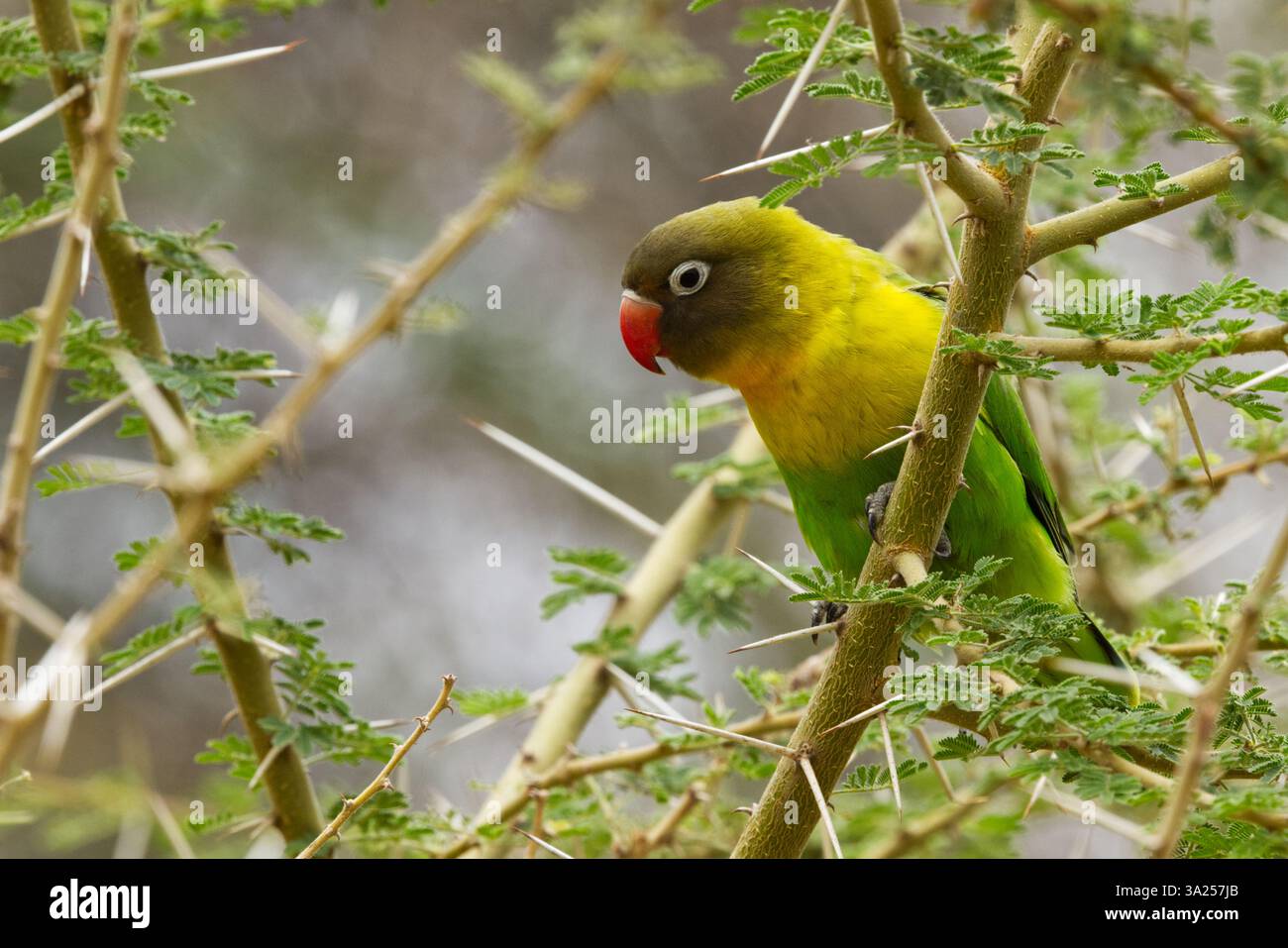 Un Lovebird dal collare giallo (Agapornis personatus) arroccato in un albero spinoso nel Parco Nazionale del Tarangire, Tanzania, Africa Foto Stock