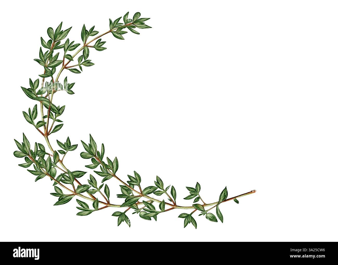 Ramo decorativo di timo ad acquerello a forma di mezzaluna su sfondo bianco. Ideale per menu, confezioni, ricette, design gastronomico, schede, inviti, riviste, poster e progetti culinari Foto Stock
