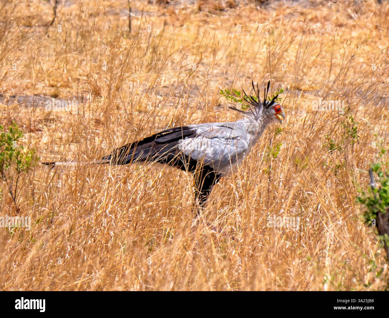 Un rapace segretario (Sagittarius serpentarius) si muove attraverso la savana. Girato nel Parco Nazionale di Hwange nello Zimbabwe. Foto Stock