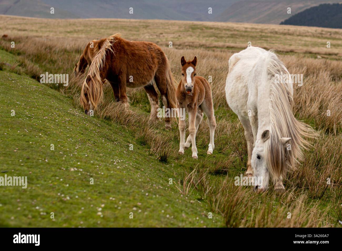 Un gruppo di cavalli selvaggi che pascolano in campagna, con un giovane puledro in piedi curiosamente. Una tranquilla e suggestiva scena naturale rurale. Foto Stock