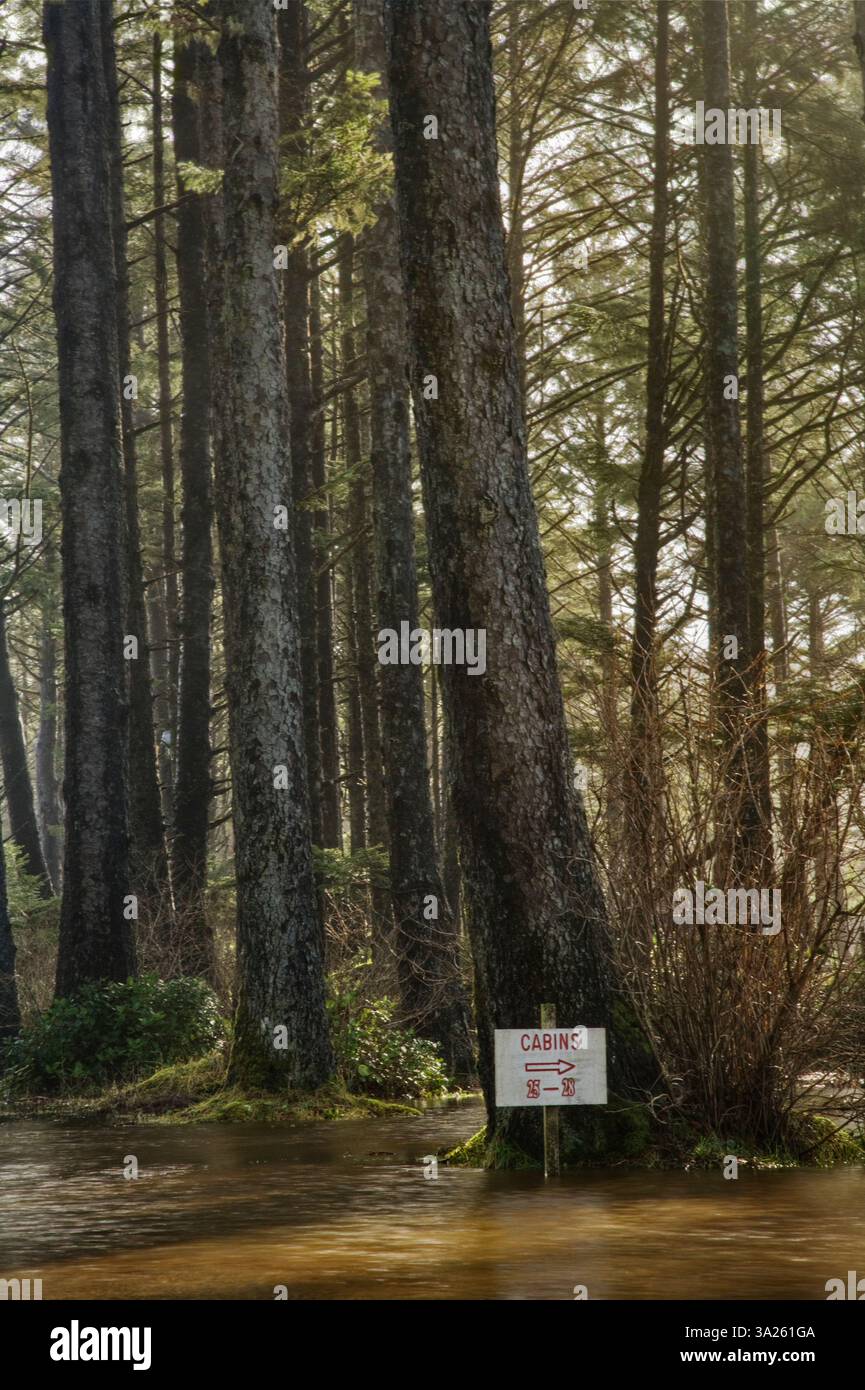 Inondazione nel bosco sotto gli abeti rossi, un cartello e una freccia per le capanne nella foresta. Foto Stock