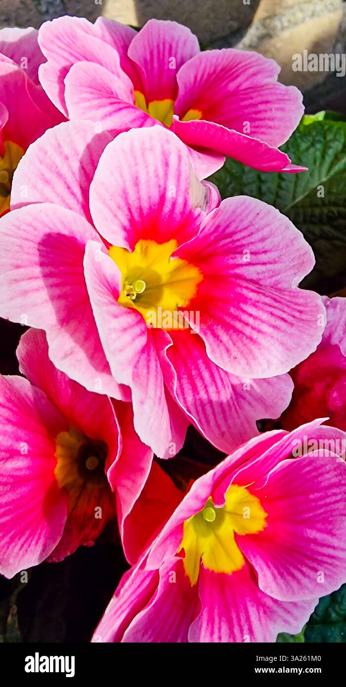 Macro di vivaci fiori di primula o primula rosa Foto Stock